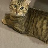 Foto del gato perdido en Grenoble