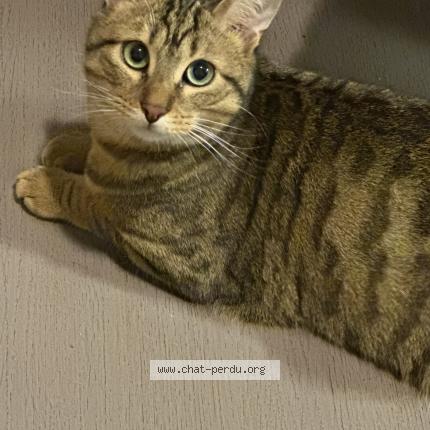 Foto 1/1 Glu Chat perdido en Grenoble