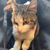 Foto de gato encontrado en Montauban