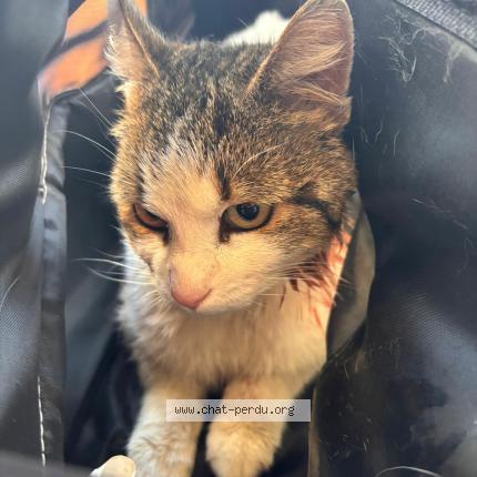 Foto 1/1 Gato encontrado Encontrado en Montauban