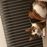 Foto del gato perdido en Montbenoit