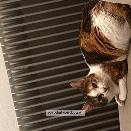 Foto 1/1 Kira Chat perdido en Montbenoit