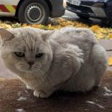 Foto del gato perdido en Saint Maur Des Fosses