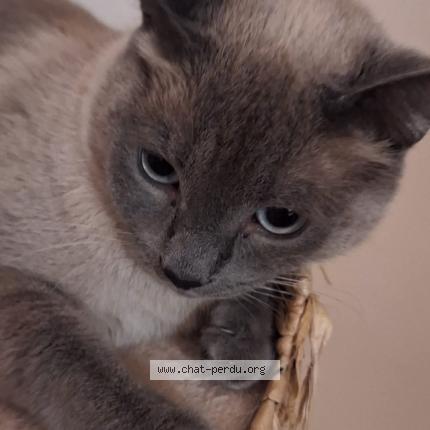 Foto 1/1 Gato encontrado Encontrado en Arpajon