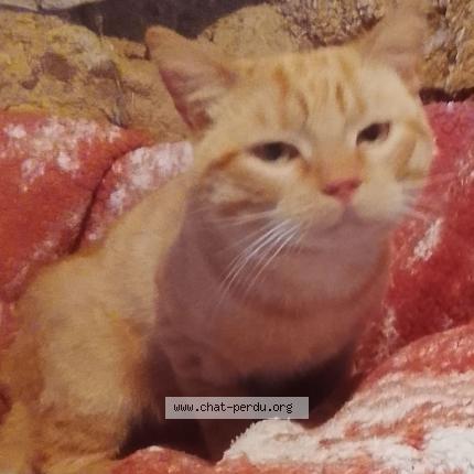 Foto 1/1 Gato encontrado Encontrado en Campeaux