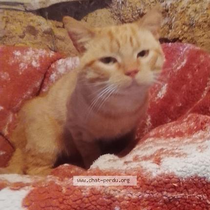 Foto 1/1 Gato encontrado Encontrado en Campeaux