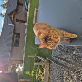 Foto de gato encontrado en Feternes