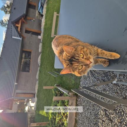 Foto 1/1 Gato encontrado Encontrado en Feternes