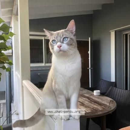 Foto 1/1 Isis Chat perdido en Saint barthelemy