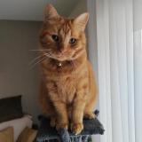 Foto del gato perdido en La Chapelle St Luc