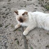 Foto del gato perdido en Comines