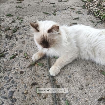 Foto 1/1 Pepsi Chat perdido en Comines