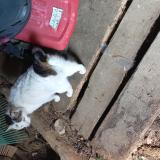 Foto de gato encontrado en Bourlens