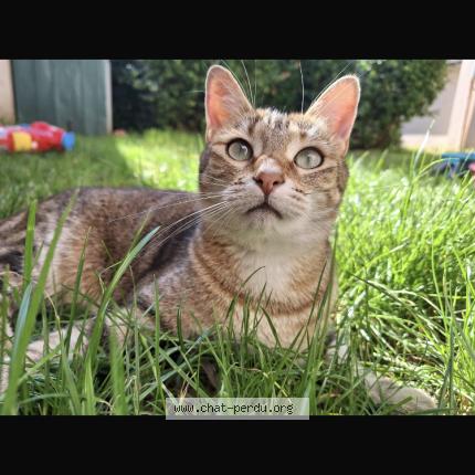 Foto 1/2 Ulinia Chat perdido en Chatuzange le goubet
