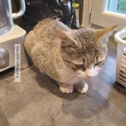 Foto 2/3 Gato encontrado Encontrado en Carcassonne
