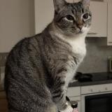 Foto del gato perdido en Ixelles