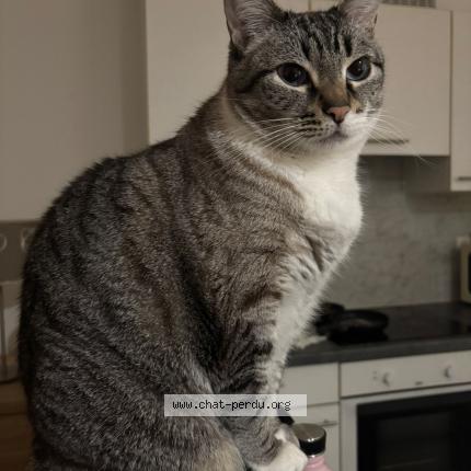 Foto 1/1 Antonietta Chat perdido en Ixelles