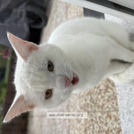 Foto 1/1 Gato encontrado Encontrado en Salvenach