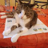 Foto del gato perdido en Fleville Devant Nancy