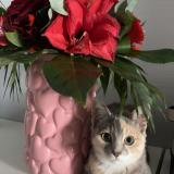 Foto del gato perdido en Lecousse