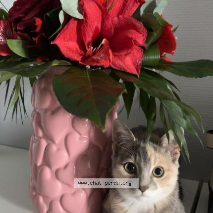 Foto 1/1 Tsuki Chat perdido en Lecousse
