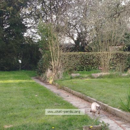 Foto 1/1 Gato encontrado Encontrado en La bouexiere