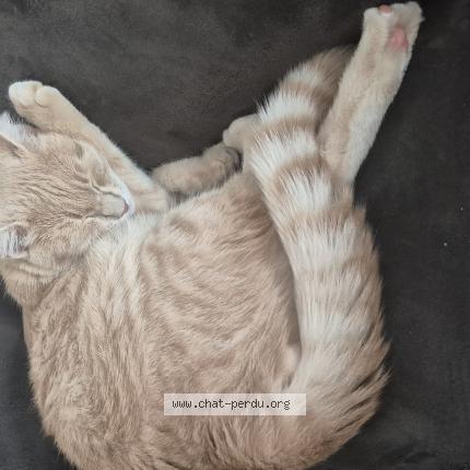 Foto 1/1 Simba Chat perdido en Roullet saint estephe