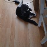 Foto del gato perdido en Amiens