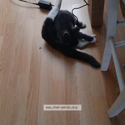 Foto 1/1 Youne Chat perdido en Amiens