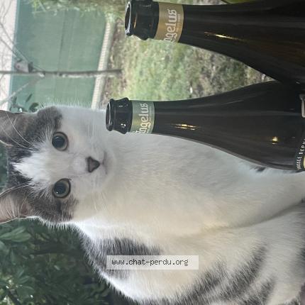 Foto 1/1 Tocky Chat perdido en Morancez