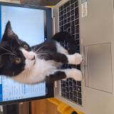 Foto del gato perdido en Andresy