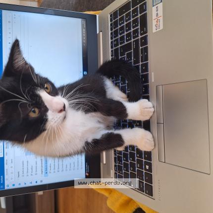 Foto 1/1 Leo Chat perdido en Andresy