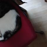 Foto del gato perdido en Chabris