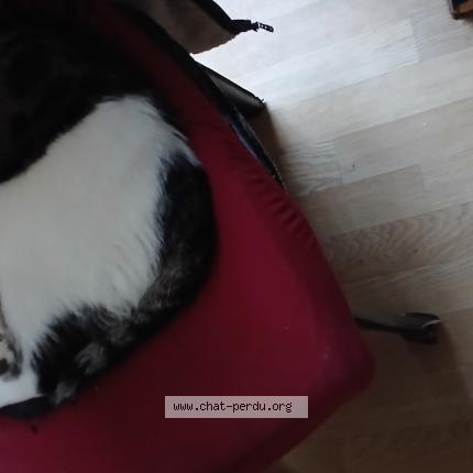 Foto 1/1 Chaplin Chat perdido en Chabris