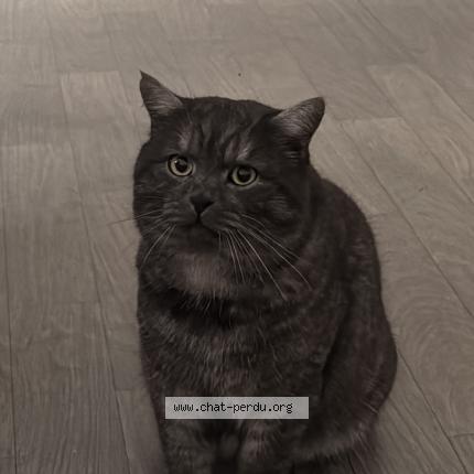Foto 1/1 Seriy Chat perdido en Saint brieuc