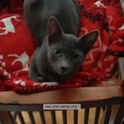 Foto 1/1 Katy Chat perdido en Le mont sur lausanne