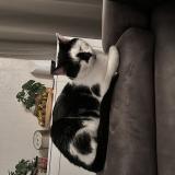 Foto del gato perdido en Creteil