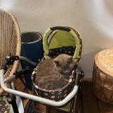 Foto del gato perdido en Thones