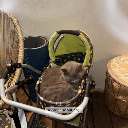 Foto 1/1 Olaf Chat perdido en Thones