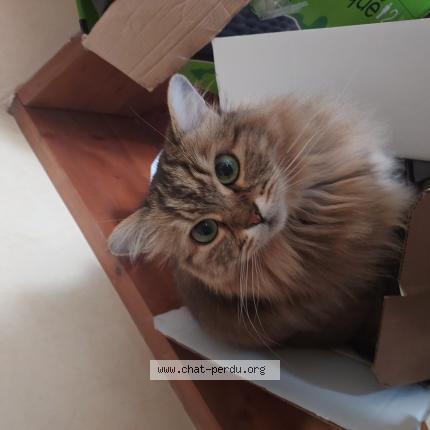 Foto 1/1 Coca&iuml;ne Chat perdido en Rochefort