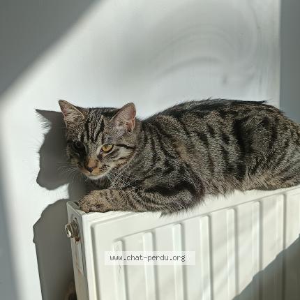 Foto 1/1 Guinjo Chat perdido en Villabe