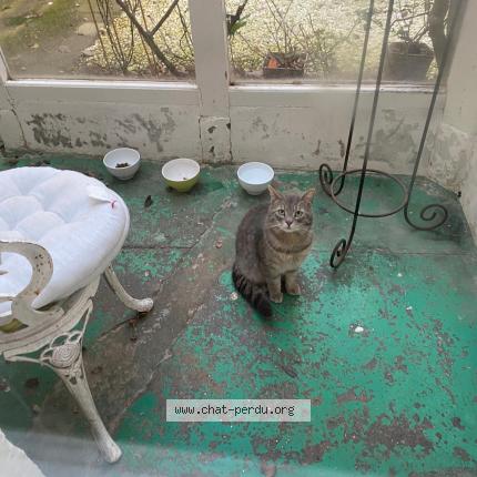 Foto 1/1 Gato encontrado Encontrado en Boulogne sur mer