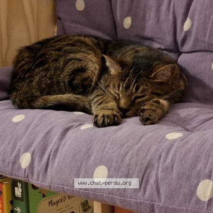 Foto 1/1 Ipolyte Chat perdido en Varennes sur seine