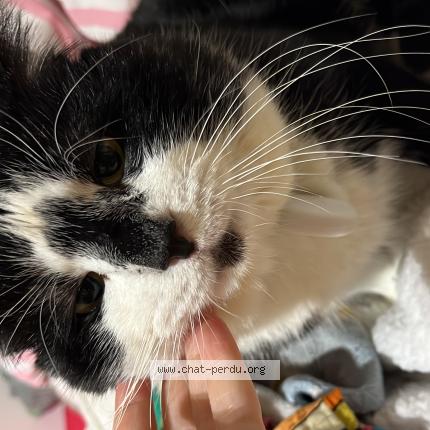 Foto 1/1 Mimi Chat perdido en Neauphle le chateau