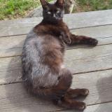 Foto del gato perdido en Pouzauges