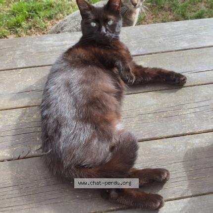 Foto 1/1 Shasha Chat perdido en Pouzauges