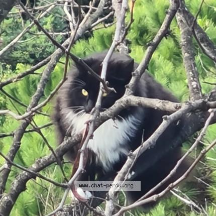 Foto 1/1 Gato encontrado Encontrado en Saint paul