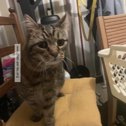 Foto 1/1 Gato encontrado Encontrado en La riche