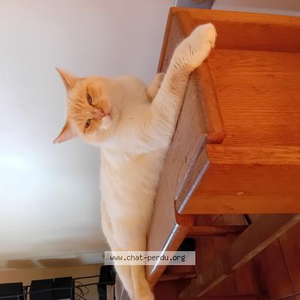 Foto 1/1 Roxie Chat perdido en Nandax