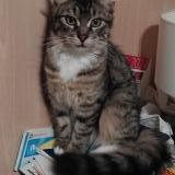 Foto del gato perdido en Gap